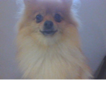 all hail my dog CHANEL
