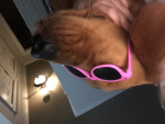 Great doge lodge