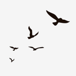 Seagull Productions