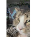Boop’s