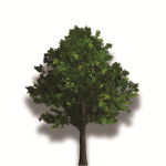 The Tree Society