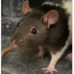 WE LOVE RATS 8536
