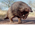 Pangolin squad