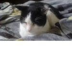 Rip my cat