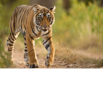 The G JR Tigers