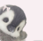 ~ penguin army fan club ~