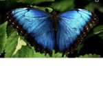 Welcome beauty butterflies