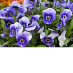 Beautiful Flowers -.-