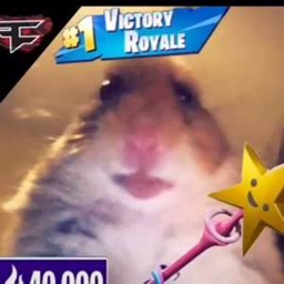 Treasure Island For Hamsters