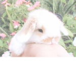 Bunny fellows
