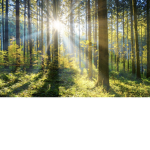 We Care For Nature