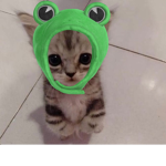 pawsie