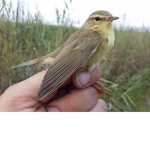 superbirdgang