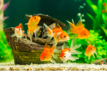 shadowmafiozako's group