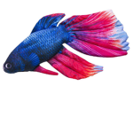 Die._.hotten._.fishis._.