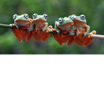 froggooo