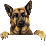 time berger allemand