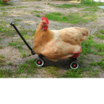 TEH CHICKEN SQUAD!!