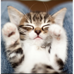 Jittery Kitty Group!!!!!!!!!!!!!!!!!!!!!!!!!!!!!!!