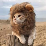 CatsUnited gang