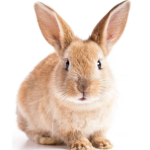 I love bunnys and more