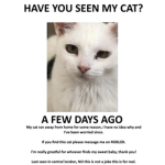 MissingCatLost