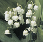May Lillies