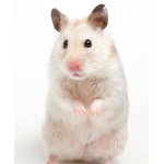 Hamster Help :3