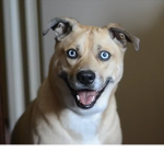 Death Stare