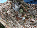 Cats rule the world o.o