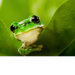 The Cult of The Frogs
