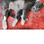 -Pet hangout-