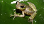 Frogs are sooo cute