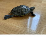 My own turtle