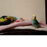 Bird boi