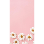 Xaestheticxflower