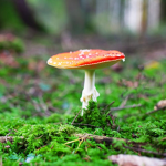 mushroom house :0