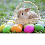 The Easter Bunny's Group!