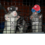 cool little rats :}