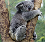 Koala place