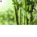 The Bamboo Group