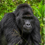 Gorilla Gang place