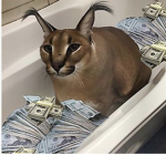 Floppa is rich