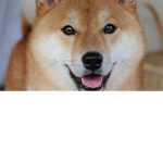 shiba inu GANG<3