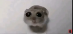 Sadhamster