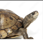 For turtle fans only! :)