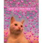 KITTYZ YOOOOOOOOOOOOOOOO