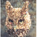 Doge clan made by doge man