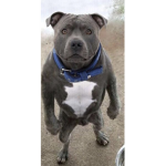 Doggy_dog_