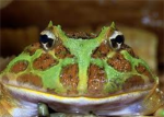 pacman frogs rock